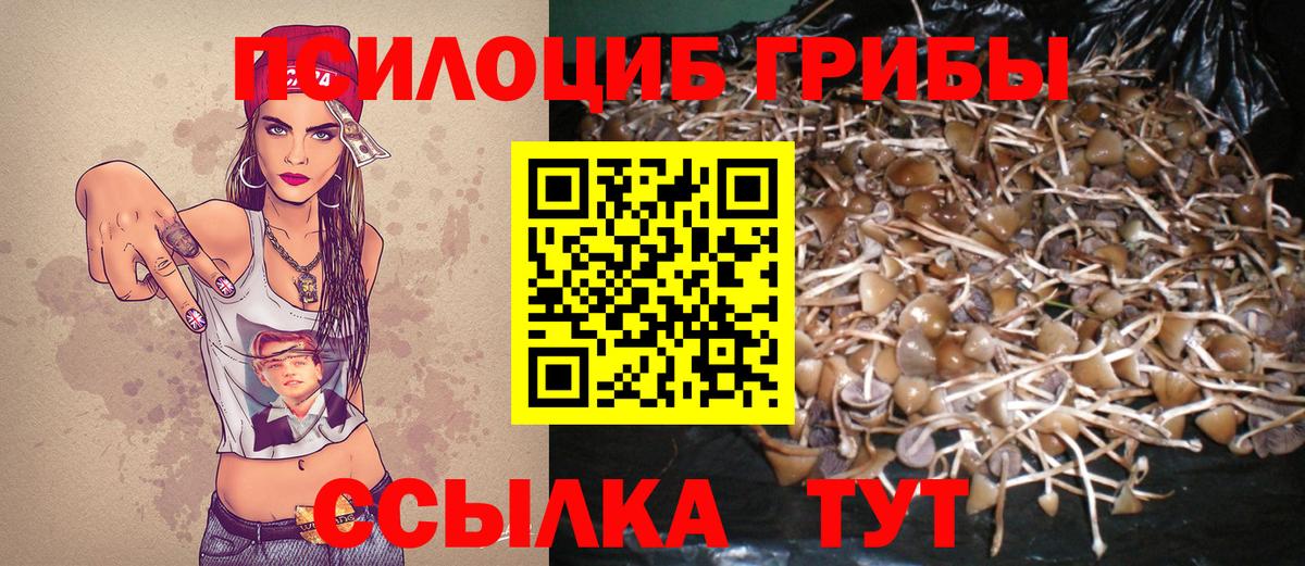 Псилоцибиновые грибы Psilocybe  Вход с VPN  Кашира 